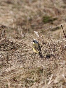 Yellow wagtail