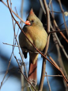 Northern Cardinal, female.JPG