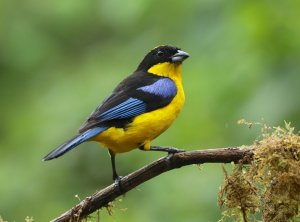 Blue-winged Mountain Tanager