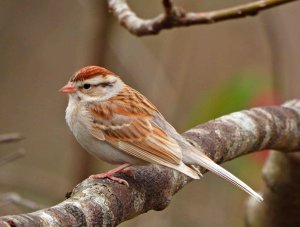 Chipping Sparrow with a white tail.