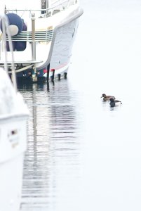 Scaup and a Tufted duck
