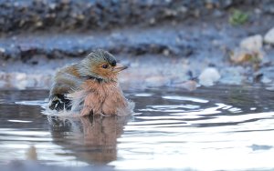 Common Chaffinch taking a bath