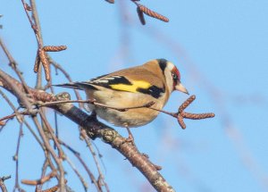 European Goldfinch