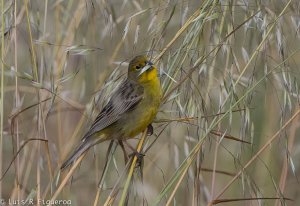 Grassland Yellow-Finch-2.jpg