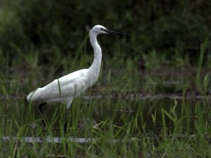 Little Egret