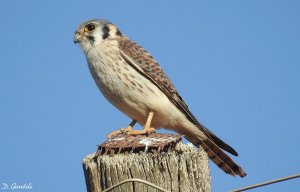 Quiriquiri (Falco sparverius) Female
