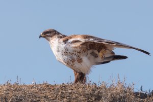 Ferruginous Hawk Yoga