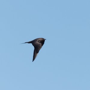 Arctic skua in flight