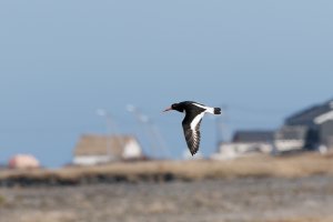 Eurasian oystercatcher in flight