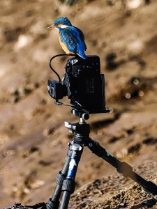 This is real bird photography
