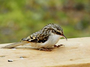 Brown Creeper