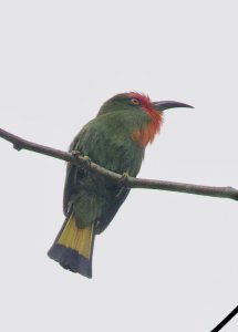 Red-bearded Beeeater