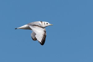 Common gull in flight