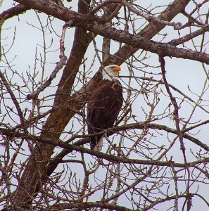 Bald Eagle in February