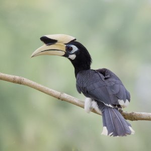 Oriental Pied Hornbill