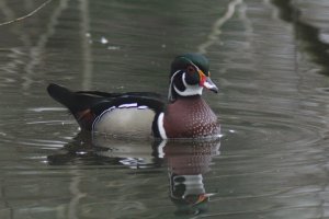 Wood duck