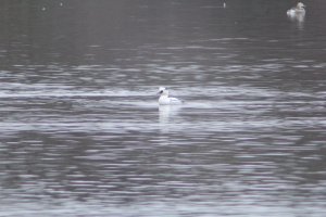 Smew