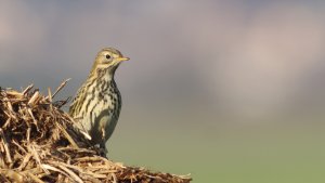 meadow pipit