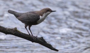 White-throated dipper