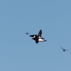 Two razorbills flying side by side