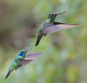 Lesser Violetear (bottom), Talamanca Hummingbird (top)