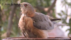 Bird-bath at Balcony : urban scene by Renu Tewari and Alok Tewari