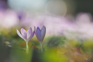 Crocus 1 35286