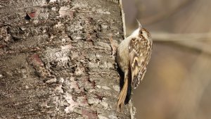 short-toed treecreeper