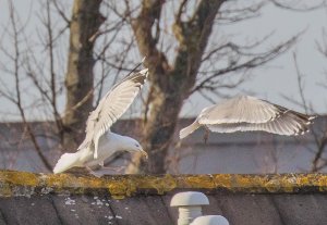 European Herring Gulls