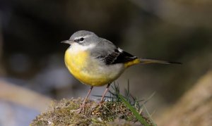 Grey wagtail