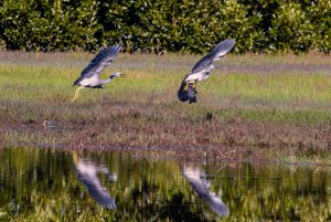 White-faced Herons