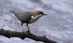 White-throated dipper