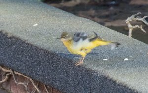 Grey Wagtail