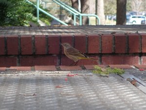 Palm Warbler