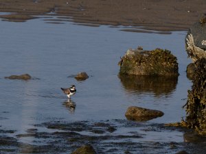 Ringed plover