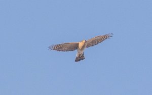 Eurasian Sparrowhawk