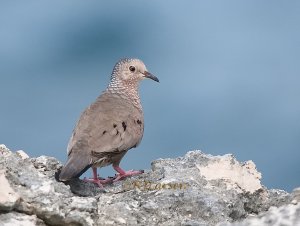 Common Ground Dove