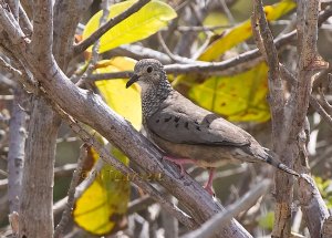 Common Ground Dove