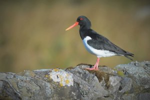 Oyster catcher.