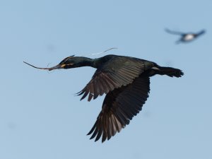 European shag with nesting materials