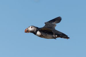 Dirty atlantic puffin in flight