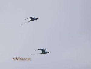 White-tailed Tropicbird