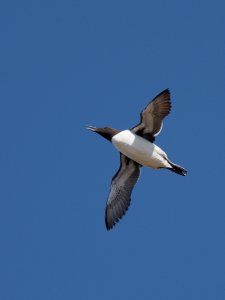 Common guillemot in flight