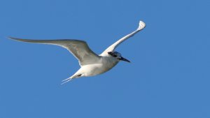 sandwich tern