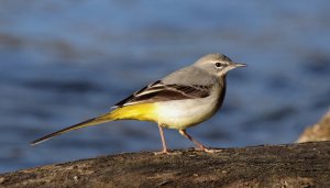 Grey wagtail