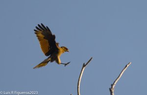 Chimango Caracara.jpg