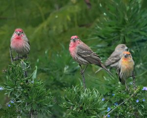 A Gathering of Finches