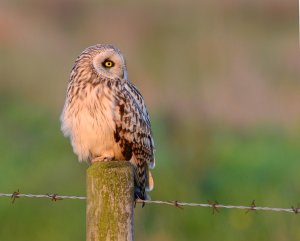 Short Eared Owl