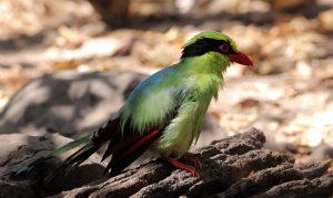 Common Green-Magpie