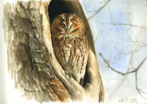 Tawny owl watercolour